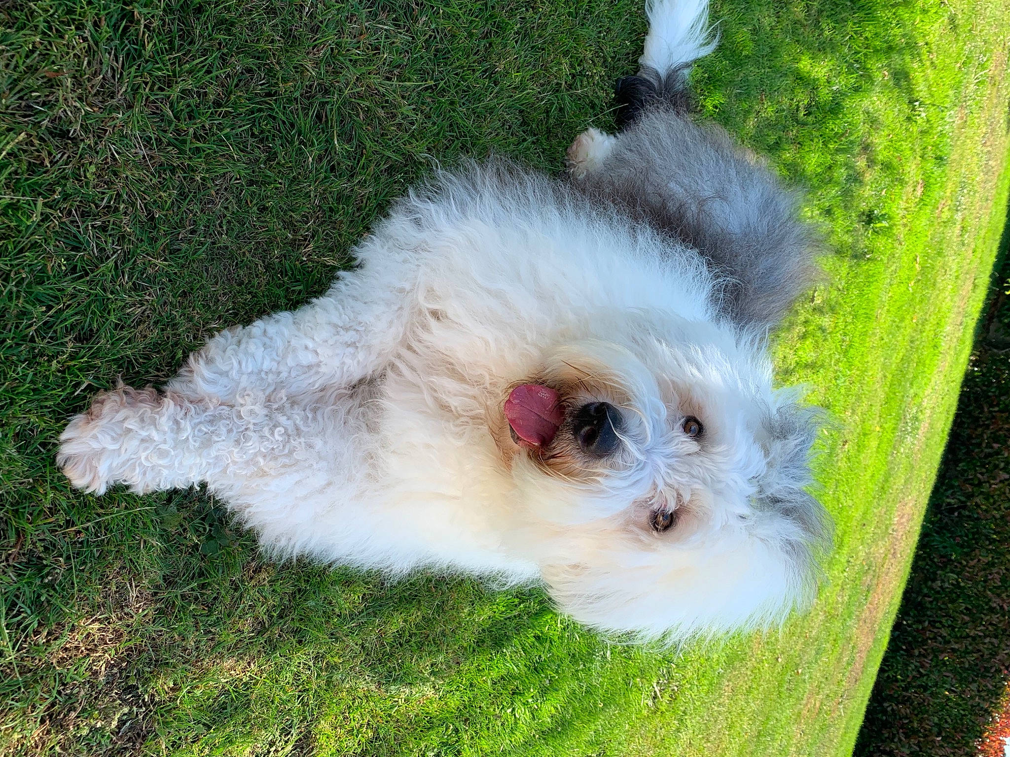 Houpette a rejoint le concours — aidez-le/la à gagner de superbes lots ! bichon, bolognese, bolonka, canidae, carnivore, companion_dog, dog, dog_breed, havanese, kyi_leo, maltepoo, maltese, mammal, non_sporting_group, puppy, rare_breed_dog, sporting_lucas_terrier, terrier, toy_dog, vertebrate