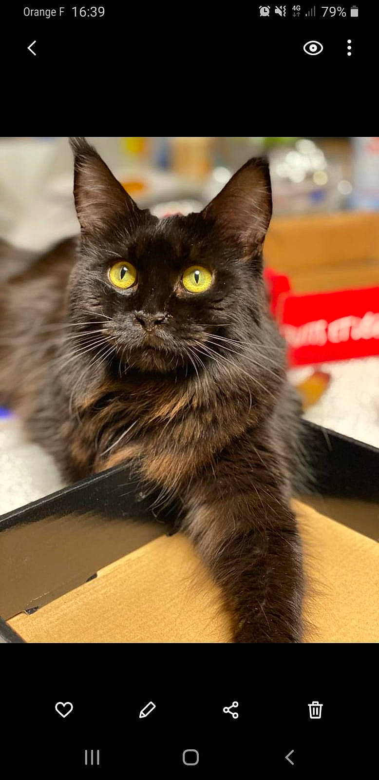 Lucifer participe au concours pour gagner de l'argent avec cette photo : black_cat, box, carnivore, cat, claw, domestic_short_haired_cat, felidae, fur, packaging_and_labeling, paw, small_to_medium_sized_cats, snout, tail, terrestrial_animal, whiskers, wildlife