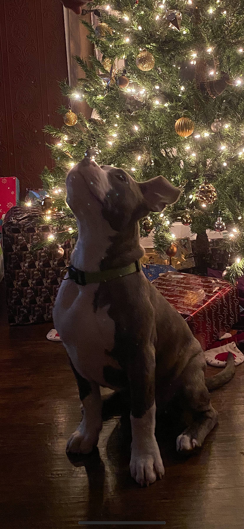 Pinky is registered to the contest to win money with this photo: carnivore, christmas, christmas_decoration, christmas_eve, christmas_ornament, christmas_tree, companion_dog, conifer, dog, dog_breed, event, evergreen, fawn, holiday, holiday_ornament, light, ornament, tradition, wood, working_animal