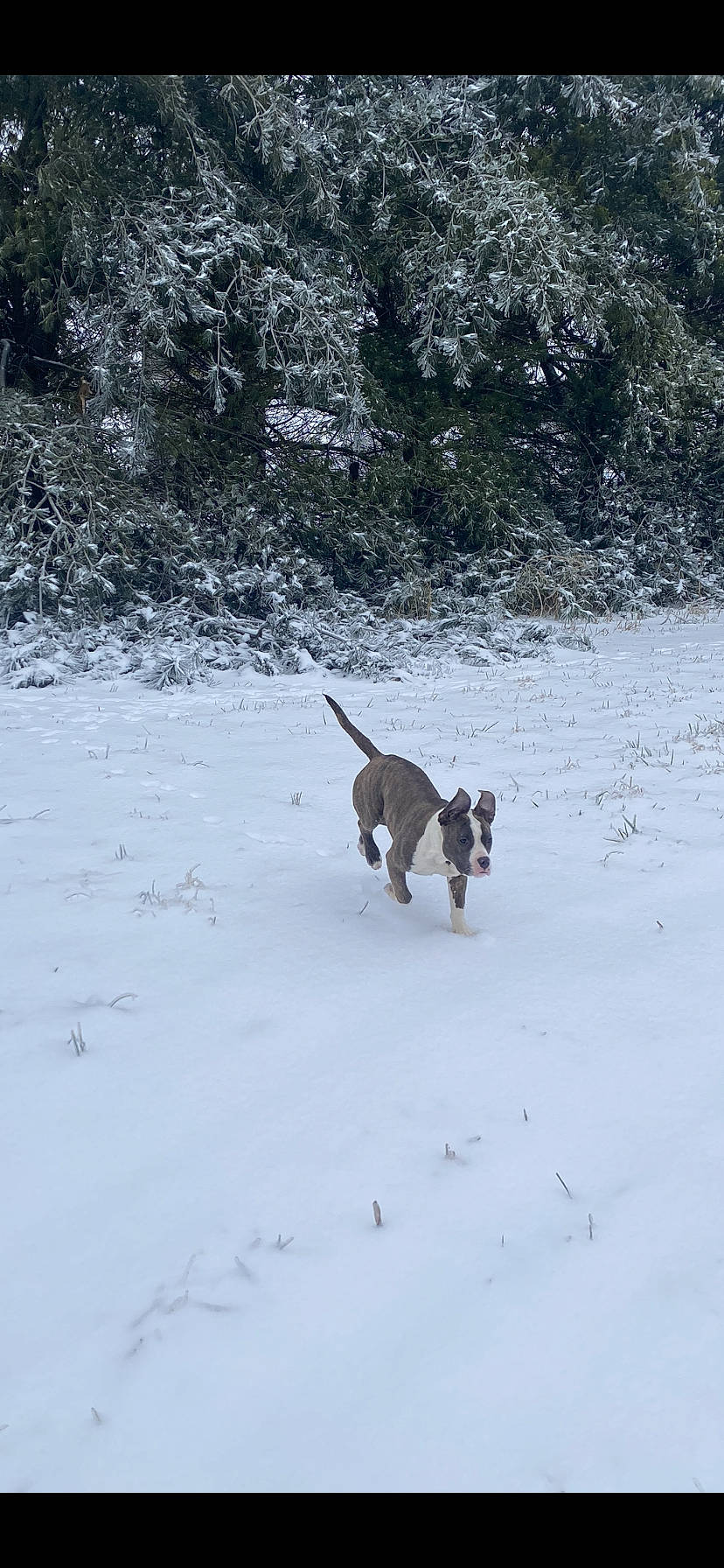 Pinky joined the competition — help win amazing prizes! canidae, carnivore, dog, dog_breed, dog_hiking, fawn, freezing, guard_dog, hound, leash, mammal, pointing_breed, recreation, slope, snow, sporting_group, tail, tree, winter, working_dog