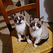 Blue Et Flocon a rejoint le concours — aidez-le/la à gagner de superbes lots ! abyssinian, animal, architecture, armchair, box, building, cat, chair, furniture, hardwood, indoors, kitten, livingroom, manx, person, pet, plywood, shelf, siamese, wood