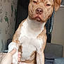 dog, pet, handshake, bed, blanket, couch, indoor, wall, handprints, clock, person, paw, fur, canine, sitting, brown, white, nail, animal, companion