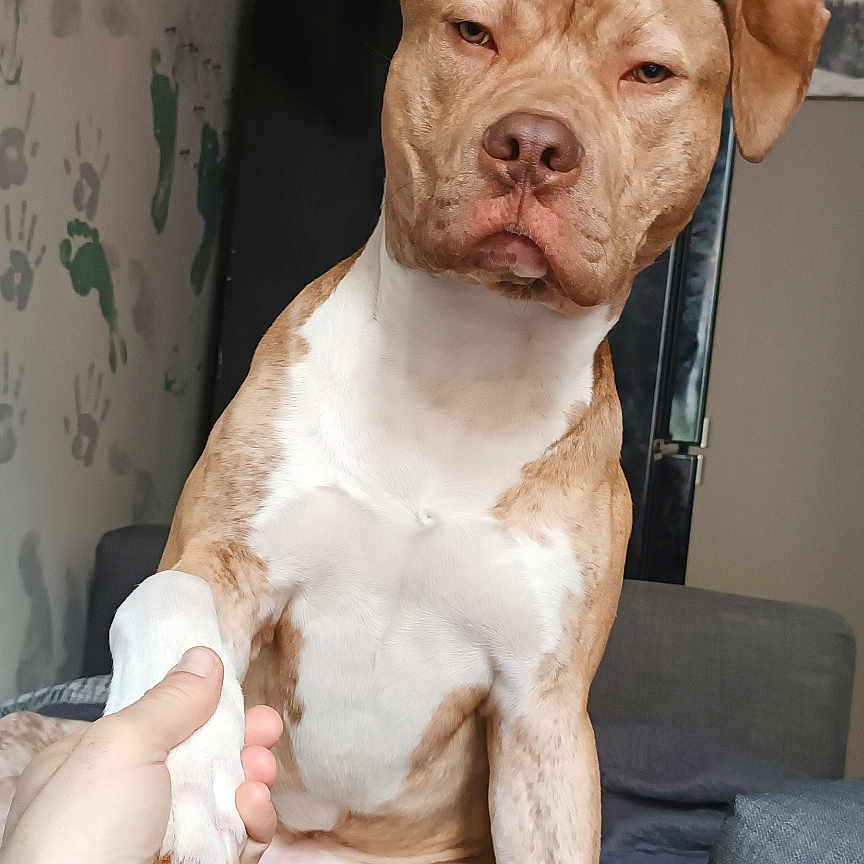 Roki participe au concours pour gagner de l'argent avec cette photo : animal, bed, blanket, brown, canine, clock, companion, couch, dog, fur, handprints, handshake, indoor, nail, paw, person, pet, sitting, wall, white