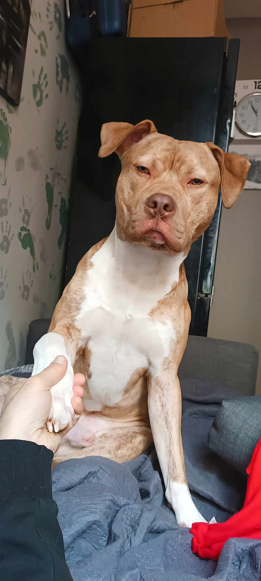 Roki participe au concours pour gagner de l'argent avec cette photo : dog, pet, handshake, bed, blanket, couch, indoor, wall, handprints, clock, person, paw, fur, canine, sitting, brown, white, nail, animal, companion