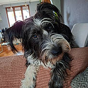 Pepper a rejoint le concours — aidez-le/la à gagner de superbes lots ! dog, pet, indoor, brown_blanket, black_and_white, fur, face, ears, eyes, nose, paw, living_room, window, furniture, cozy, home, cute, animal, companion, portrait