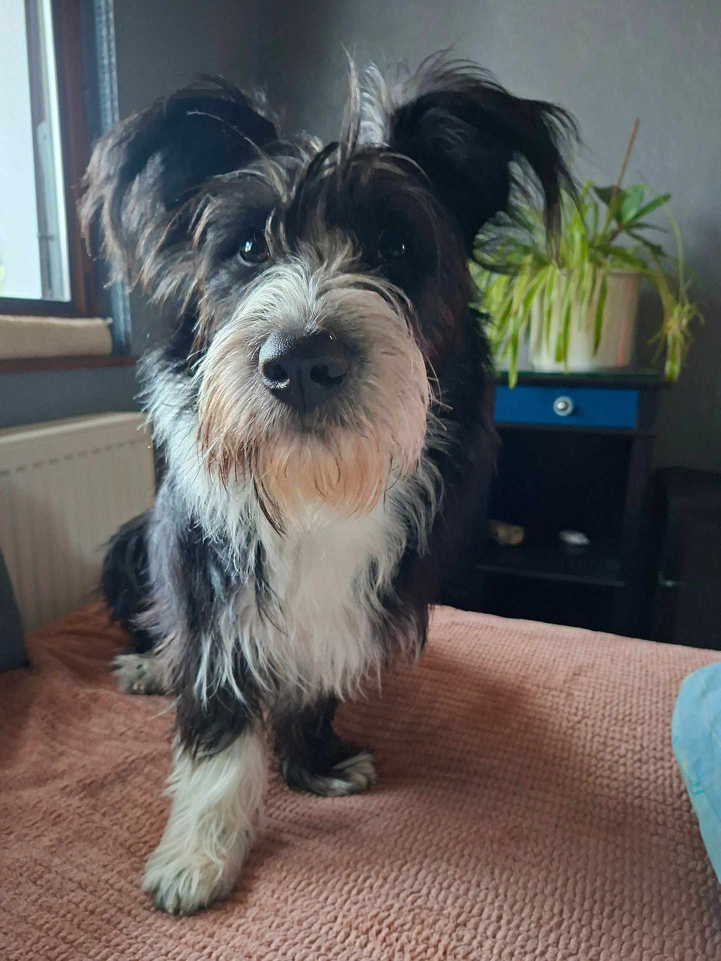 Pepper a rejoint le concours — aidez-le/la à gagner de superbes lots ! dog, black_and_white, fluffy_fur, pet, indoor, blanket, bedroom, plant, furniture, cozy, close_up, cute, animal, portrait, paw, window, radiator, nose, fur, domestic_animal