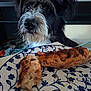 Pepper participe au concours pour gagner de l'argent avec cette photo : dog, pet, food, bread, plate, indoor, closeup, animal, black_and_white, snout, fur, table, kitchen, waiting, hopeful, portrait, domestic, cute, expression, nose