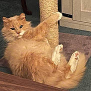 Fluffy is registered to the contest to win money with this photo: cat, orange_cat, fluffy, scratching_post, indoor, carpet, relaxed, pet, feline, paw, tail, fur, white_paws, home, cute, animal, mammal, resting, playful, whiskers