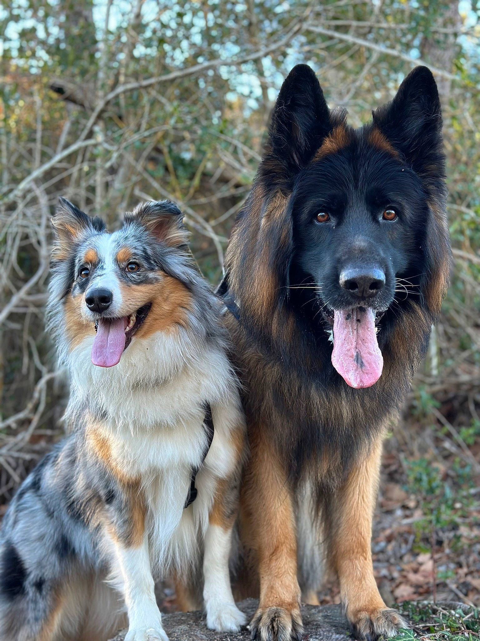 Shaïna participe au concours pour gagner de l'argent avec cette photo : ancient_dog_breeds, bohemian_shepherd, canidae, carnivore, companion_dog, dog, dog_breed, herbaceous_plant, herding_dog, king_shepherd, snout, sporting_group, terrestrial_animal, tervuren, working_dog