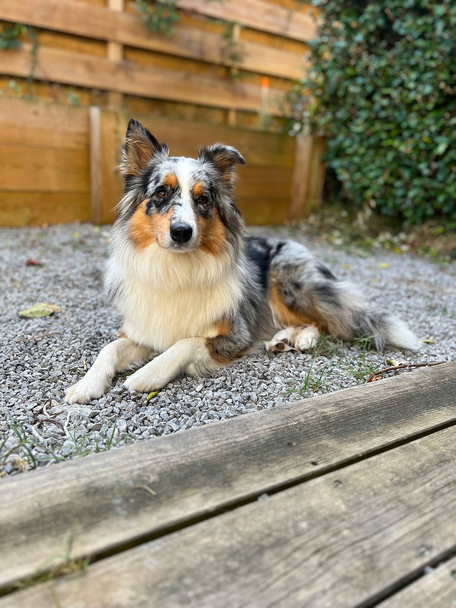 Shaïna a rejoint le concours — aidez-le/la à gagner de superbes lots ! canidae, carnivore, companion_dog, dog, dog_breed, fur, grass, herding_dog, plant, road_surface, snout, tail, terrestrial_animal, tree, whiskers, wood, working_dog