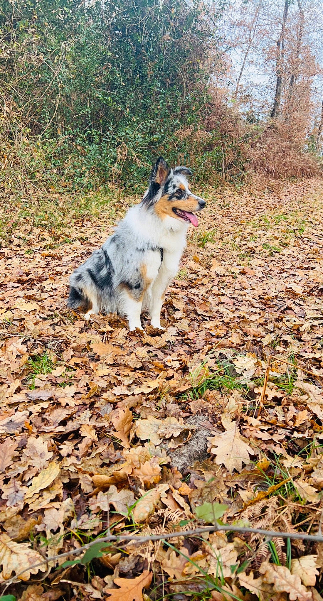 Shaïna a rejoint le concours — aidez-le/la à gagner de superbes lots ! autumn, canidae, carnivore, companion_dog, dog, dog_breed, fawn, grass, plant, soil, sporting_group, tail, terrestrial_animal, tree, walking, wood, working_dog