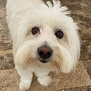 Charly participe au concours pour gagner de l'argent avec cette photo : dog, white, fluffy, pet, indoors, floor, marble, curious, brown_eyes, closeup, animal, cute, fur, looking_up, face, canine, companion, domestic, standing, portrait
