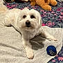 Charly a rejoint le concours — aidez-le/la à gagner de superbes lots ! dog, white_dog, towel, bed, bedspread, floral_pattern, toy_ball, stuffed_animals, blanket, indoor, pet, fur, animal, looking, laying_down, cozy, room, comfort, curious, domestic