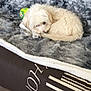 Charly participe au concours pour gagner de l'argent avec cette photo : dog, white_dog, curled_up, blanket, gray_blanket, couch, toy_ball, wooden_floor, indoor, pet, fur, cozy, relaxed, small_dog, sleeping, home, comfort, paw, bed, resting