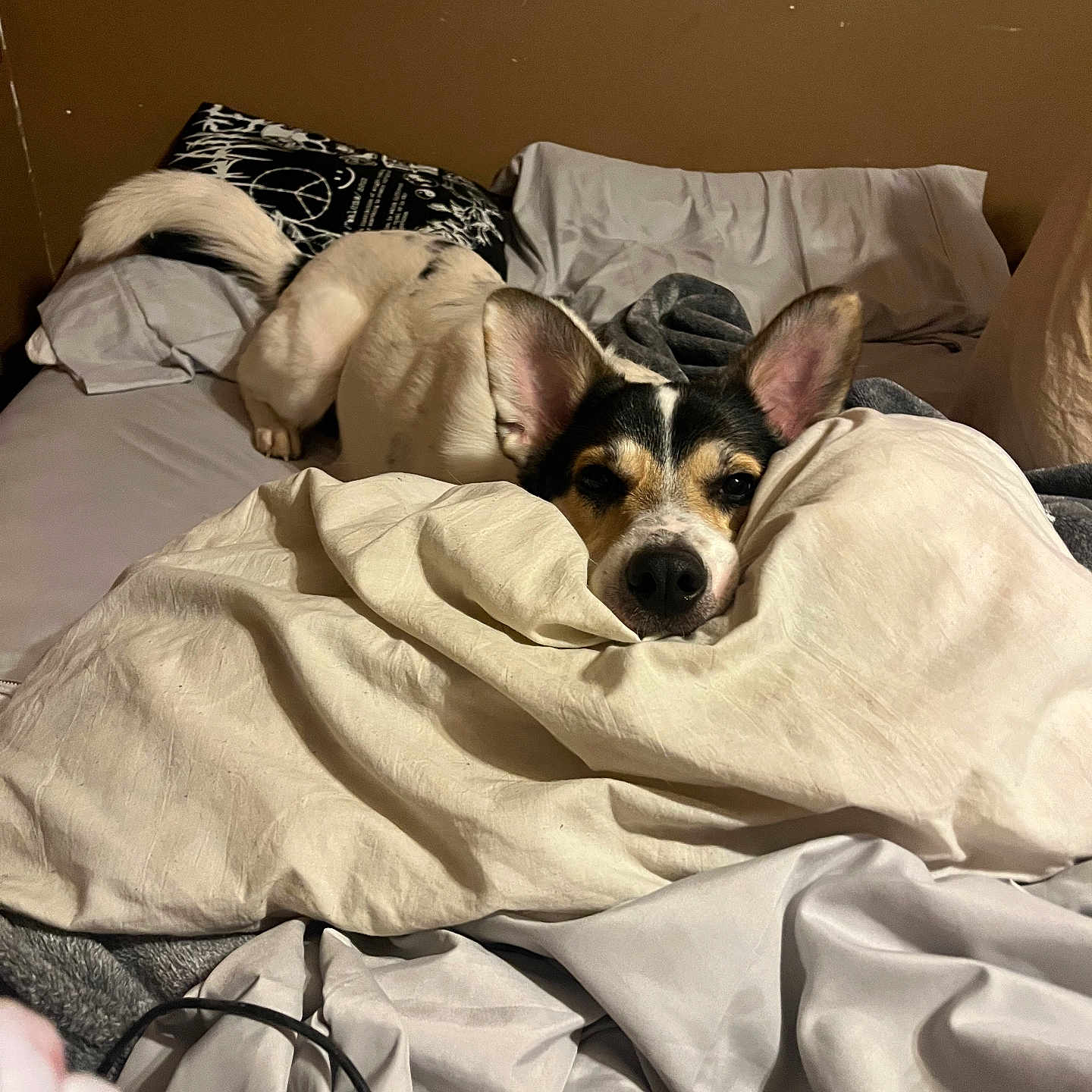 Chim joined the competition — help win amazing prizes! animal, baby, bed, bedroom, blanket, canine, computer, couch, cushion, dog, furniture, homedecor, hound, indoors, linen, person, pet, puppy, room, terrier