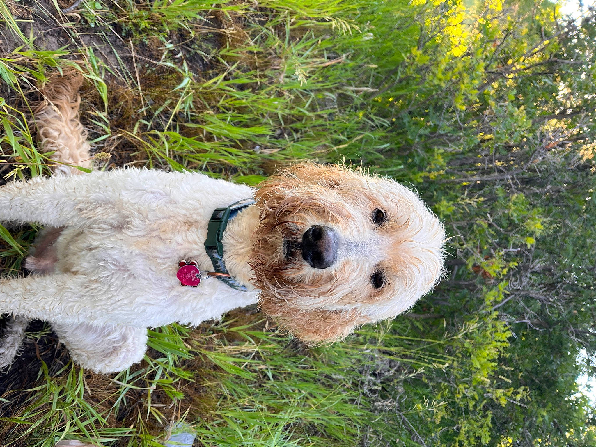 Fynn is registered to the contest to win money with this photo: canidae, carnivore, collar, companion_dog, dog, dog_breed, dog_clothes, event, fawn, fur, grass, pet_supply, plant, plush, snout, sporting_group, stuffed_toy, toy, tree, trunk