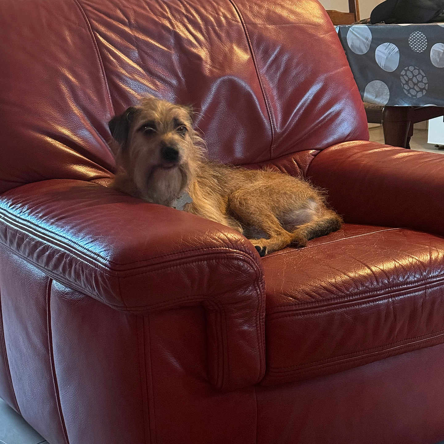 Lucky a rejoint le concours — aidez-le/la à gagner de superbes lots ! accessories, animal, architecture, armchair, bag, building, canine, chair, couch, dog, furniture, handbag, indoors, interiordesign, livingroom, pet, puppy, recliner, room, terrier