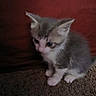 Jeppetto is registered to the contest to win money with this photo: animal, baby_cat, carpet, cat, cute, domestic_animal, ears, feline, fur, furry, indoor, kitten, mammal, pet, red_background, sitting, small, tail, whiskers, young