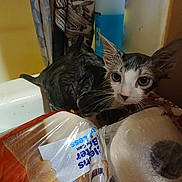 Jeppetto is registered to the contest to win money with this photo: animal, bathroom, bread, cat, container, curtain, curtains, domestic, ears, fur, household, indoor, looking, paper_towels, pet, plastic_wrap, sink, wet, wet_fur, wide_eyes