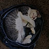 Jeppetto joined the competition — help win amazing prizes! animal, carpet, cat, closeup, cozy, curled_up, cute, denim, fur, gray, indoor, jeans, paw, pet, relaxed, resting, sleeping, soft, striped, white