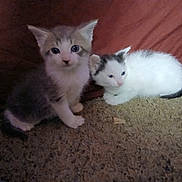 Smokeyandbandit joined the competition — help win amazing prizes! animal, carpet, cat, companion, cute, ears, eyes, feline, fur, gray, indoor, kitten, looking, pet, resting, small, tabby, whiskers, white, young