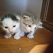 Smokeyandbandit is registered to the contest to win money with this photo: animal, cat, closeup, companions, cuddling, curious, cute, domestic, feline, floor, fur, indoor, kitten, pet, small, soft_light, two, whiskers, wood, young