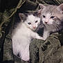 Smokeyandbandit joined the competition — help win amazing prizes! animal, cat, closeup, companionship, cozy, cute, eyes, fabric, feline, fur, indoor, kitten, pet, resting, small, snuggle, soft, texture, whiskers, young