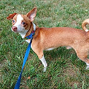 Odie joined the competition — help win amazing prizes! alert, animal, brown, canine, collar, curious, dog, domestic_animal, ears, grass, leash, nature, outdoor, pet, side_view, small_dog, standing, tail, walking, white