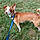 Odie