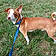 Odie