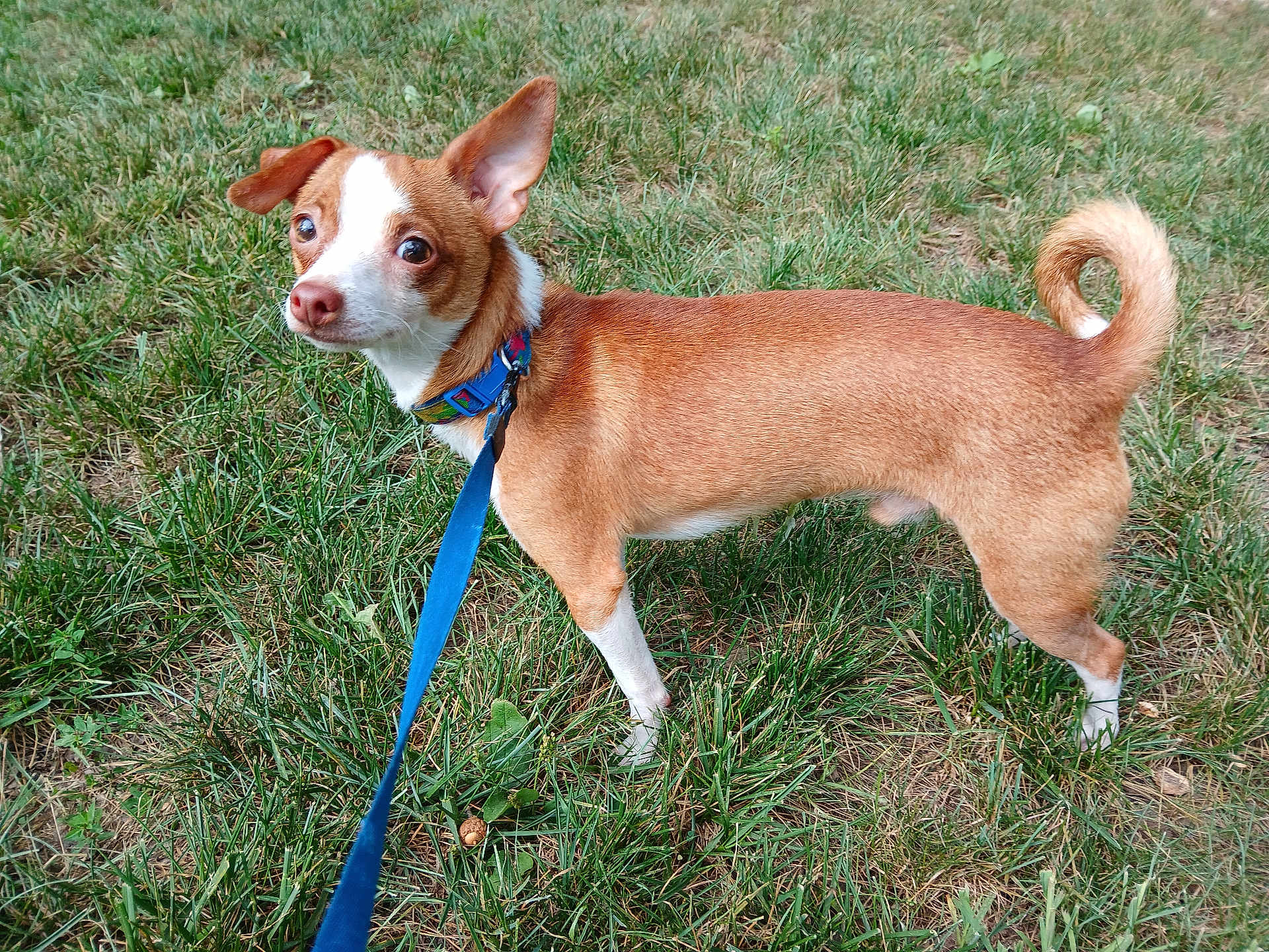 Odie joined the competition — help win amazing prizes! alert, animal, brown, canine, collar, curious, dog, domestic_animal, ears, grass, leash, nature, outdoor, pet, side_view, small_dog, standing, tail, walking, white