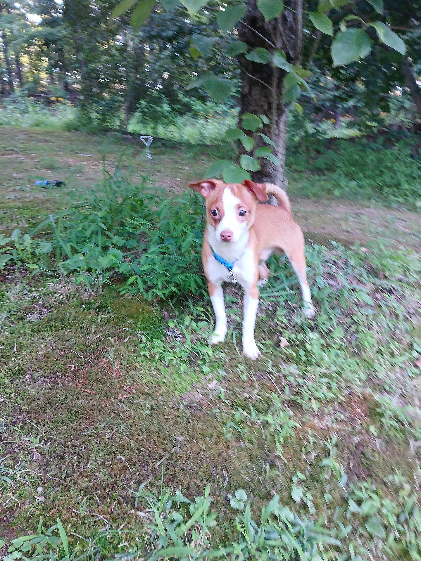 Odie is registered to the contest to win money with this photo: dog, puppy, outdoor, grass, tree, nature, pet, animal, collar, greenery, small_dog, curious, alert, canine, young_dog, standing, ears_up, fur, muzzle, tail