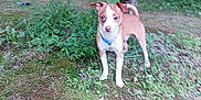 Odie is registered to the contest to win money with this photo: alert, animal, blue_collar, brown, canine, dog, fur, grass, greenery, leafy, nature, outdoor, park, pet, puppy, small_dog, standing, tree, white, young_dog