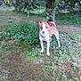 Odie is registered to the contest to win money with this photo: dog, puppy, brown, white, blue_collar, grass, tree, outdoor, nature, leafy, alert, small_dog, canine, pet, animal, standing, greenery, park, young_dog, fur