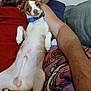 Odie is registered to the contest to win money with this photo: dog, small_dog, relaxed, blue_collar, lying_down, blanket, human, arm, mustache, beard, red_shirt, purple_blanket, indoor, pet, casual, resting, cute, companion, furniture, closeup