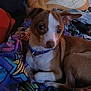 Odie is registered to the contest to win money with this photo: animal, blanket, brown, collar, colorful, cozy, curious, cute, dog, domestic, ears, fur, indoor, lying_down, pet, puppy, resting, small, soft, white