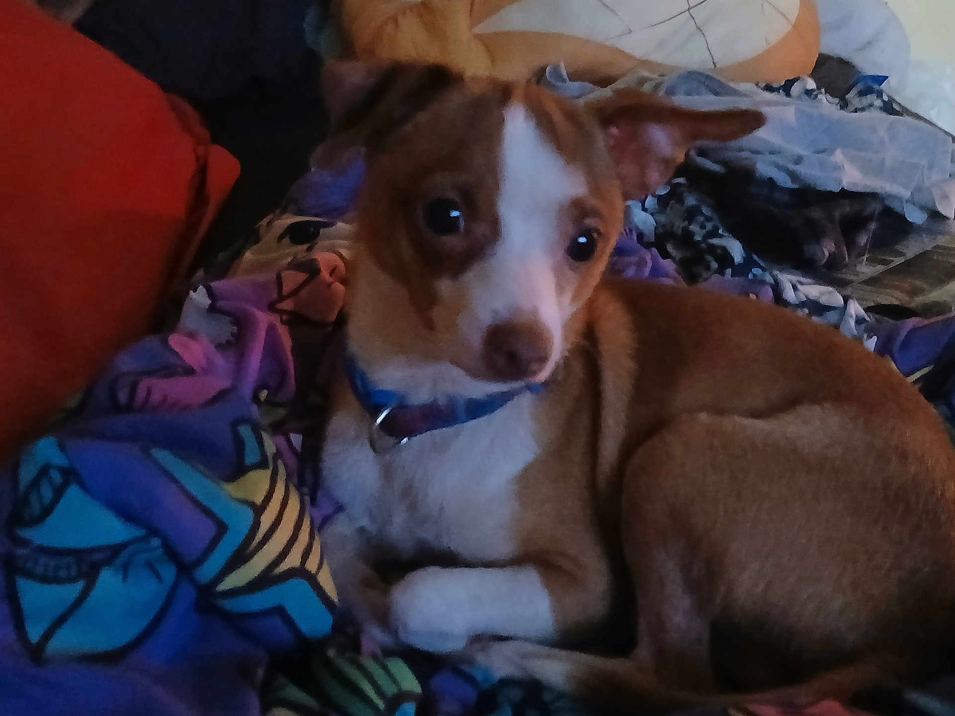 Odie