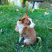 Odie joined the competition — help win amazing prizes! animal, autumn, canine, curious, daylight, dog, ears_up, grass, greenery, leaf, leash, nature, outdoor, park, pet, pond, scenery, sitting, small_dog, water
