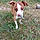 Odie