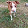 Odie