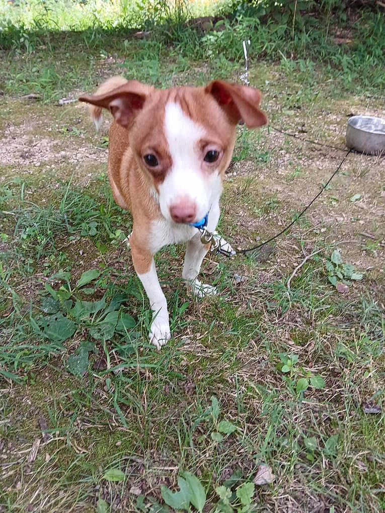 Odie
