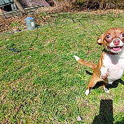 Suzy Q Benz participe au concours pour gagner de l'argent avec cette photo : dog, chihuahua, small_dog, grass, backyard, yard, outdoor, sunlight, shadow, happy, playful, collar, paw, tongue, smile, trees, ladder, metal_bucket, wire, leaf