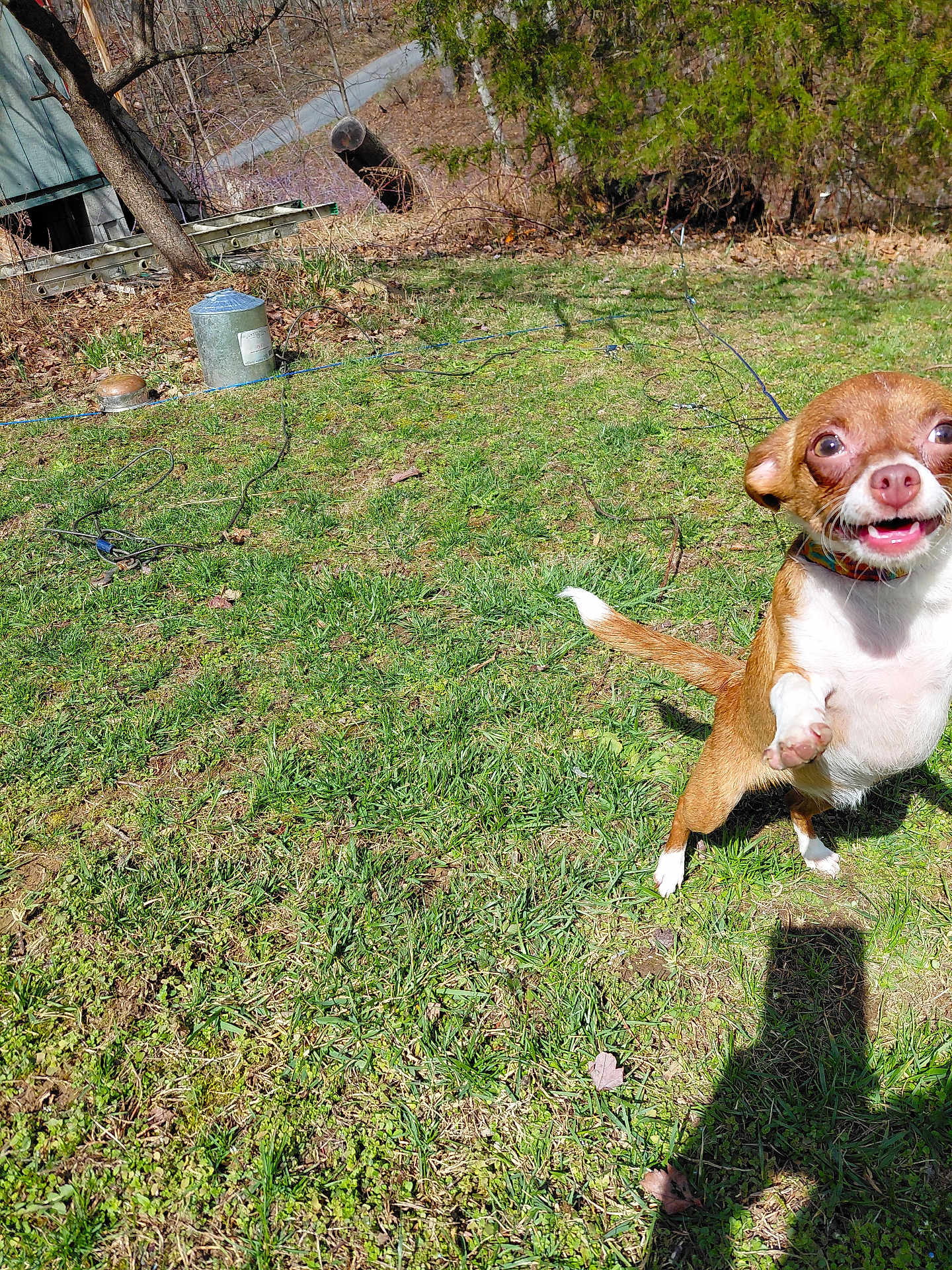 Suzy Q Benz participe au concours pour gagner de l'argent avec cette photo : dog, chihuahua, small_dog, grass, backyard, yard, outdoor, sunlight, shadow, happy, playful, collar, paw, tongue, smile, trees, ladder, metal_bucket, wire, leaf