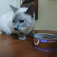 Pestika joined the competition — help win amazing prizes! animal, can, cat, cat_food, close_up, curious, domestic_cat, ears, face, feline, food, gray_cat, indoor, meal, meaty_bits, pet, pet_food, table, whiskers, wooden_table