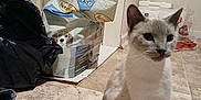 Pestika is registered to the contest to win money with this photo: accessories, animal, bag, box, canine, cat, dog, garbage, handbag, hardwood, kitten, laundry, manx, pet, plastic, plasticbag, siamese, slate, trash, wood