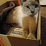 Pestika is registered to the contest to win money with this photo: cat, box, cardboard, newspaper, indoor, pet, animal, feline, carpet, curious, resting, closeup, cute, whiskers, paws, domestic, mammal, furry, grey, white