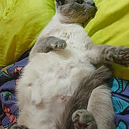 Pestika is registered to the contest to win money with this photo: bed, belly, blanket, cat, close_up, colorpoint, cute, feline, fur, gray, indoor, lying_on_back, paw, pet, pillow, relaxed, sleepy, tail, whiskers, white_belly