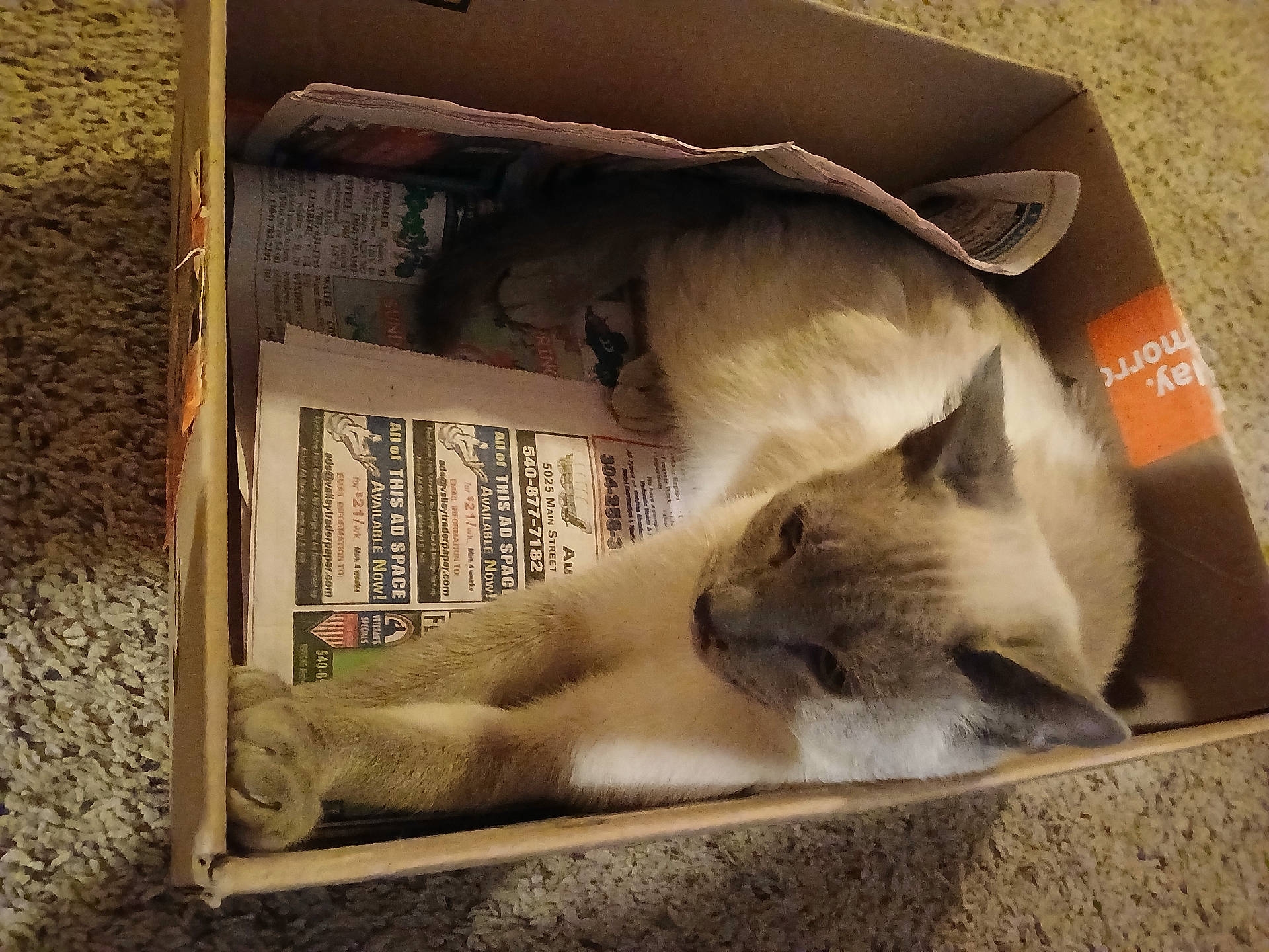 Pestika is registered to the contest to win money with this photo: animal, box, cardboard, carton, cat, crate, hardwood, kitten, package, packagedelivery, person, pet, siamese, text, wood
