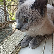 Pestika joined the competition — help win amazing prizes! cat, gray_cat, blue_eyes, window, windowsill, mesh_screen, pet, animal, domestic_cat, whiskers, close_up, side_view, resting, fur, paws, indoor, curious, quiet, daylight, nature_outside