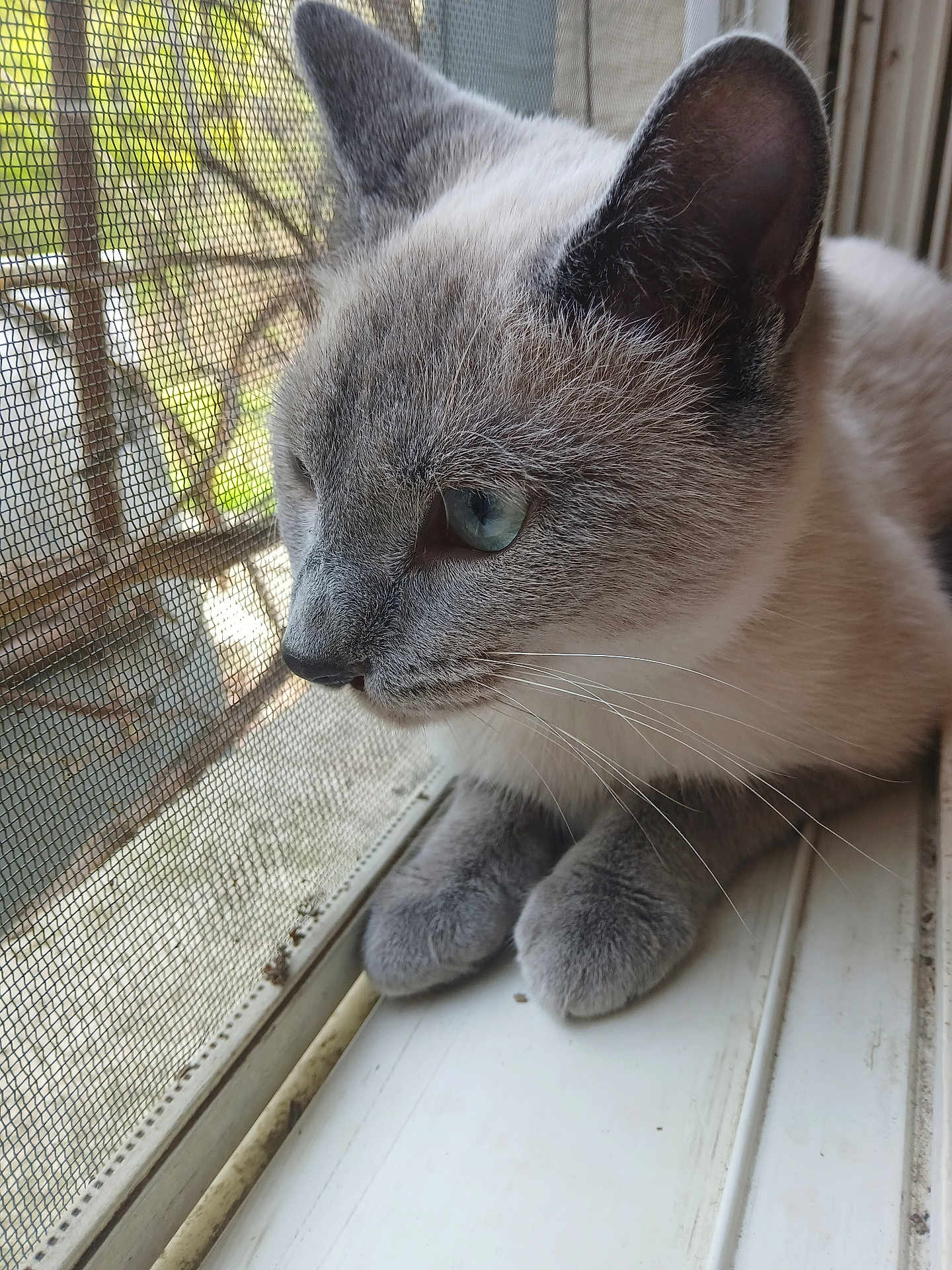 Pestika joined the competition — help win amazing prizes! cat, gray_cat, blue_eyes, window, windowsill, mesh_screen, pet, animal, domestic_cat, whiskers, close_up, side_view, resting, fur, paws, indoor, curious, quiet, daylight, nature_outside